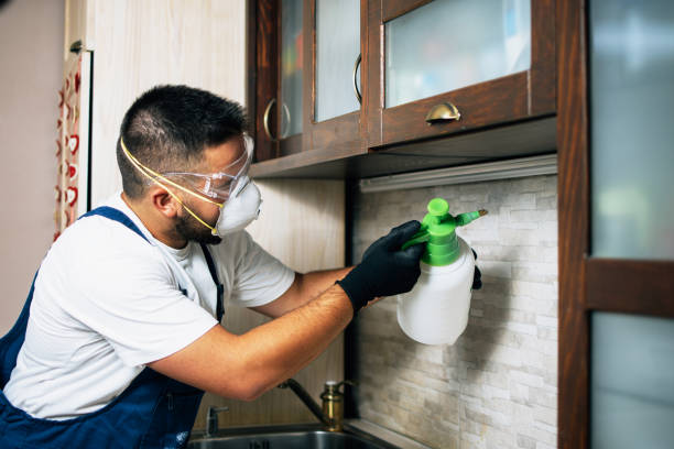 Best Flea Control Services  in Diamond Springs, CA