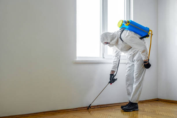 Best Rat Extermination Near Me  in Diamond Springs, CA