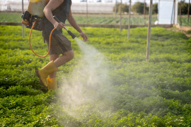 Best Pest Control for Homes  in Diamond Springs, CA