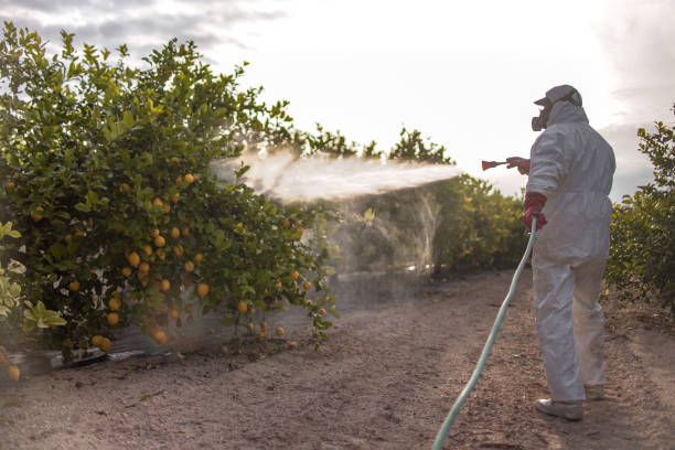 Best Pest Control Near Me in Diamond Springs, CA