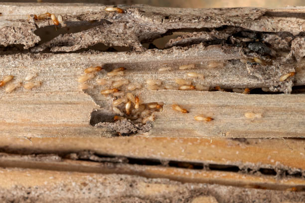 Trusted Diamond Springs, CA Pest Control Experts
