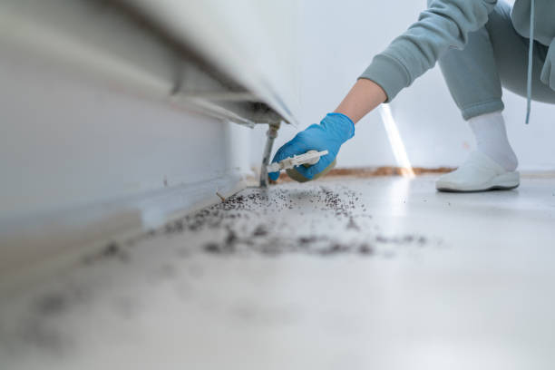 Best Rat Extermination Near Me  in Diamond Springs, CA